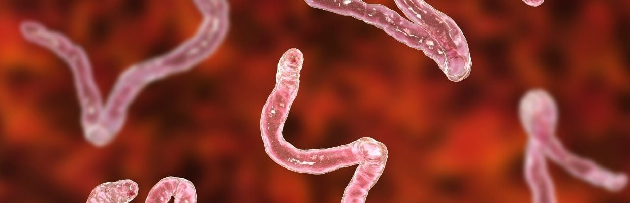 Parazitozele intestinale: de ce apar, cum se pot evita, metode de tratament