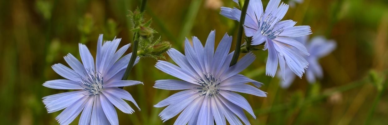 Planta de cicoare: Beneficii pentru organism, reguli de consum
