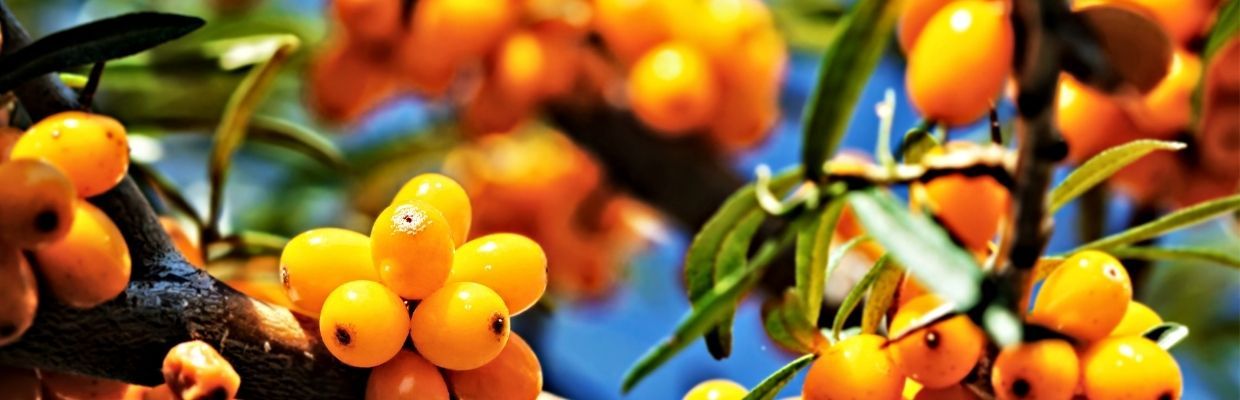 Plante medicinale pentru imunitate: catina, macese, ghimbir