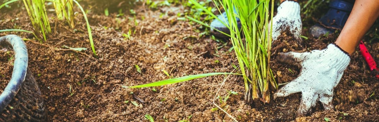 Povesti mai putin cunoscute despre plantele medicinale ale Asiei