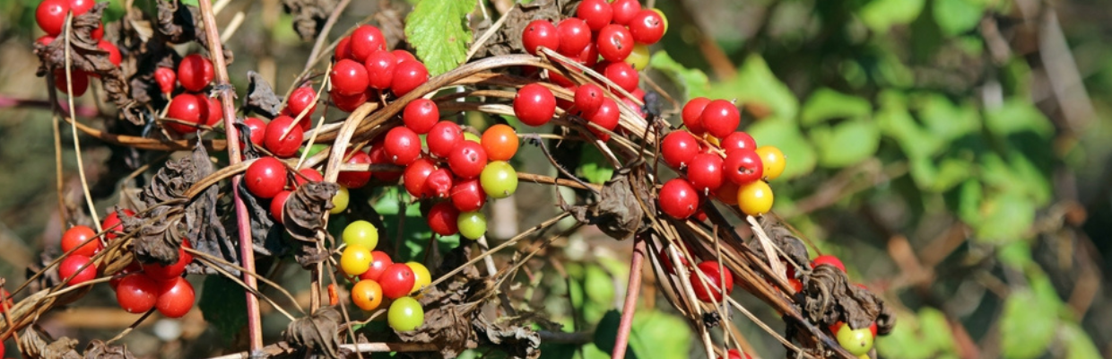 Untul pamantului (Dioscorea communis sau Tamus communis): beneficii, proprietati medicinale, utilizari
