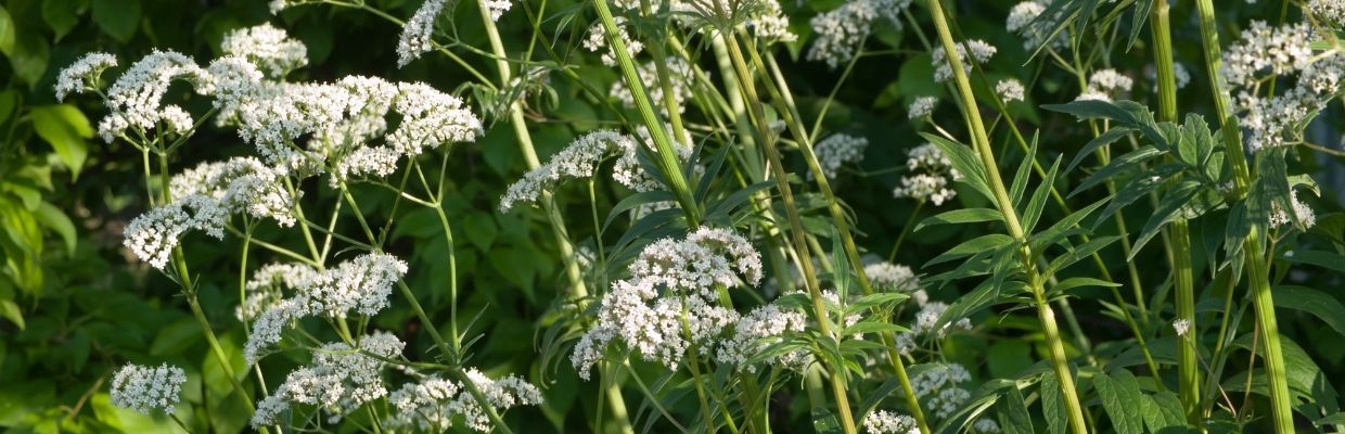 Valeriana - beneficii, proprietati si utilizare