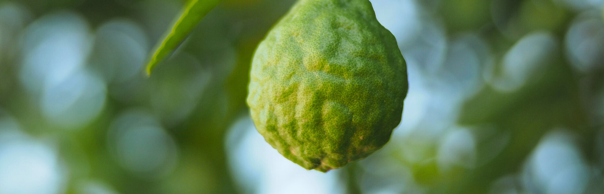 Bergamot: o citrica cu efecte antioxidante, antidepresive si antibacteriene