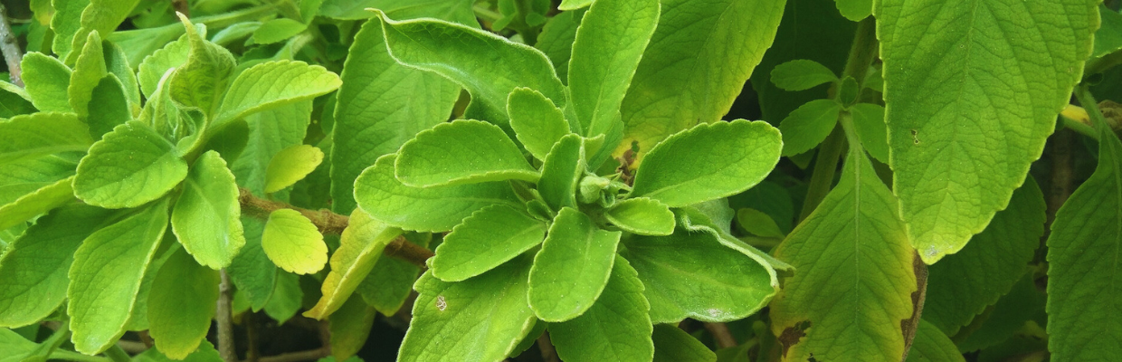 Frunzele de Boldo: o planta din America de Sud cu efecte coleretice, hepatoprotectoare si digestive