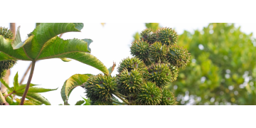 Arborele Manchineel, cel mai otravitor copac de pe planeta: Cum arata si de ce trebuie evitat