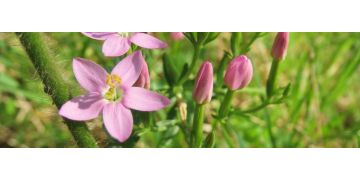 Tintaura: Planta medicinala pentru detoxifiere si stimularea functiei hepatice