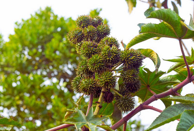 Arborele Manchineel, cel mai otravitor copac de pe planeta: Cum arata si de ce trebuie evitat