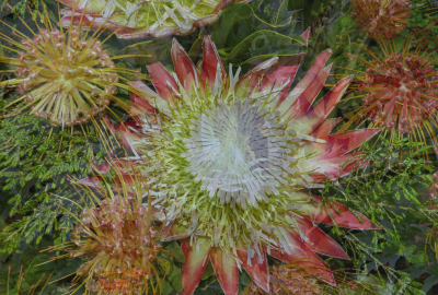 Sceletium: Miracolul Africii, o planta care te ajuta sa scapi de anxietate
