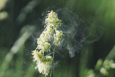 Util: Cum sa previi si sa tratezi alergiile sezoniere cu produse naturale