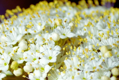 Florile de Boz: Cum le recunosti, beneficii pentru organism, reguli de consum