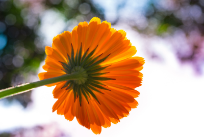 Calendula: Cum recunosti planta, proprietati terapeutice pentru pielea si tenul tau