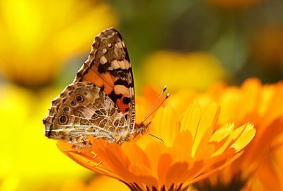 Calendula: Planta cu efecte calmante si regeneratoare pentru piele
