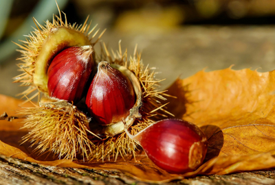 Castanul salbatic: Beneficii pentru organism, contraindicatii