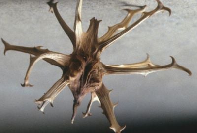 Gheara diavolului: o planta medicinala care lupta cu durerile articulare si inflamatiile musculare