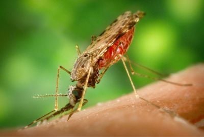 Intepaturile de insecte: Cum le putem preveni, boli cu potential letal ascunse de unele specii de insecte