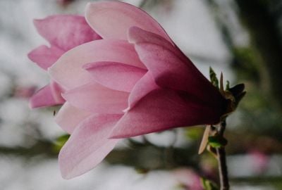 Magnolia: Cum recunosti florile, beneficii pentru organism, moduri de folosire