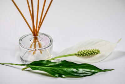 Util: Plante medicinale care sa te ajute sa scapi mai usor de anxietate