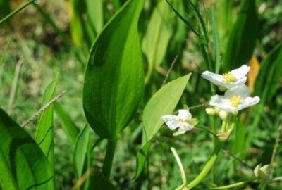 Sagittaria: Planta medicinala pentru ameliorarea inflamatiilor si durerilor articulare
