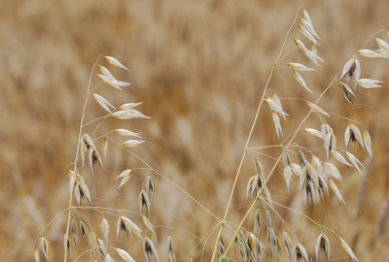 Avena Sativa: Cum recunosti planta, beneficii pentru sanatate