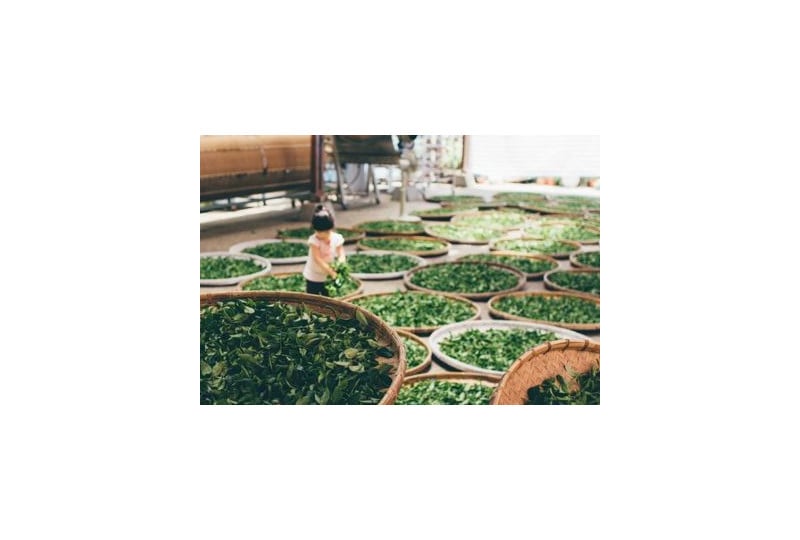 Ceaiul Matcha: Cum se prepara, beneficii, contraindicatii de consum
