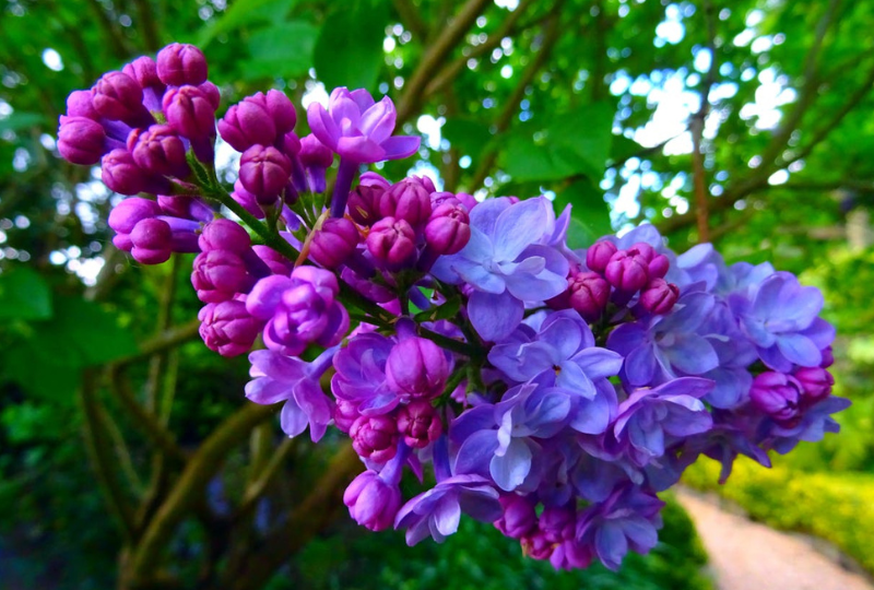Florile de liliac: Cum te pot ajuta in tratarea diferitelor afectiuni, reguli de folosire