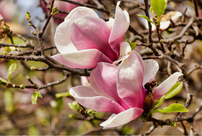 Magnolia: Cum recunosti florile, beneficii pentru organism, moduri de folosire