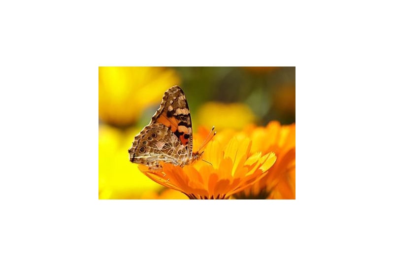 Calendula: Planta cu efecte calmante si regeneratoare pentru piele