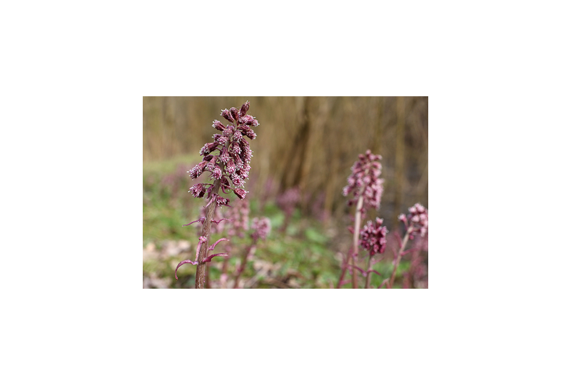 Captalan: Cum recunosti planta, beneficii pentru organism, reguli de consum