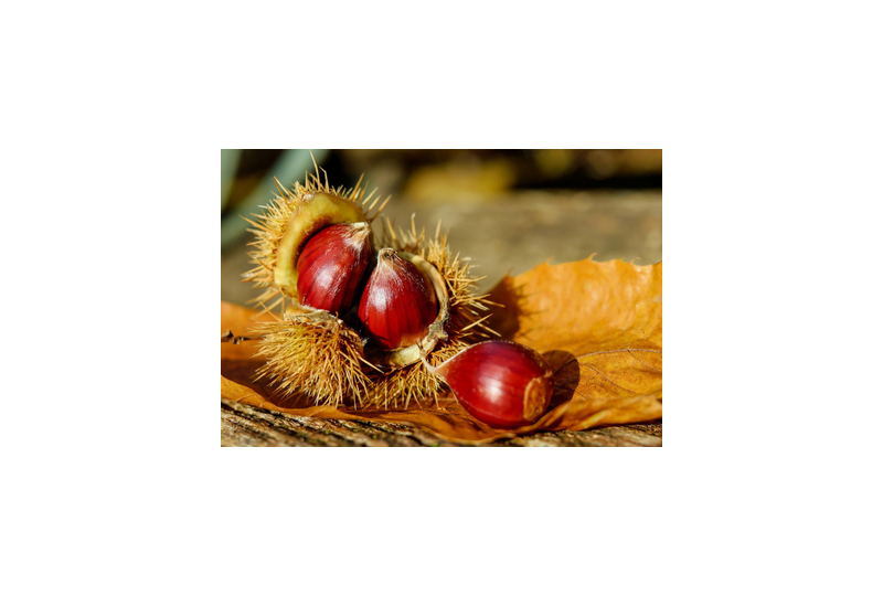 Castanul salbatic: Beneficii pentru organism, contraindicatii