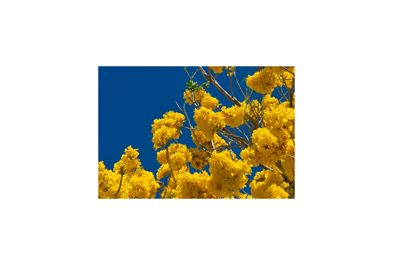Extractul de Hamamelis: Cum il recunosti, beneficii pentru piele si ten
