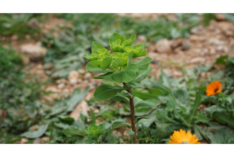 Rhodiola: Cum recunosti planta, beneficii pentru organism, contraindicatii de folosire