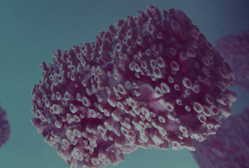 Haemophilus: Cum recunosti aceasta bacterie si ce boli poate provoca