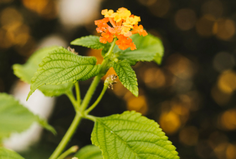Goldenseal: o planta cu proprietati antibiotice si antiseptice
