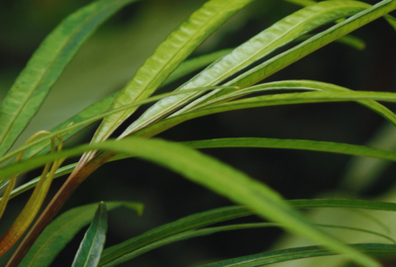 Andrographis paniculata: o planta asiatica cu efecte imunostimulatoare. Cum o recunosti