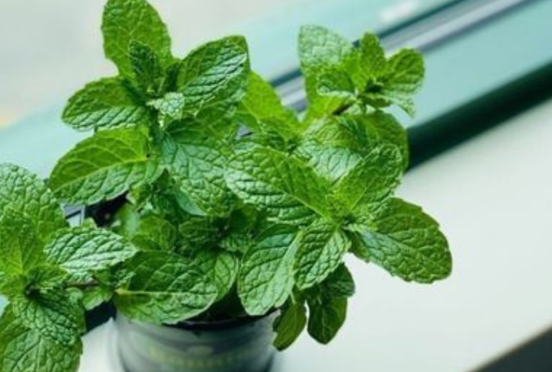 Menta si beneficiile sale: aliatul tau pentru digestie si relaxare