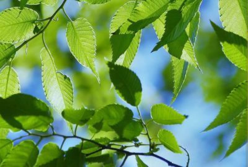 Platanul: Cum il recunosti, beneficii pentru organism, reguli de folosire