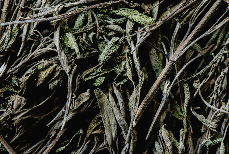 Salvia: Beneficii, utilizari si contraindicatii esentiale