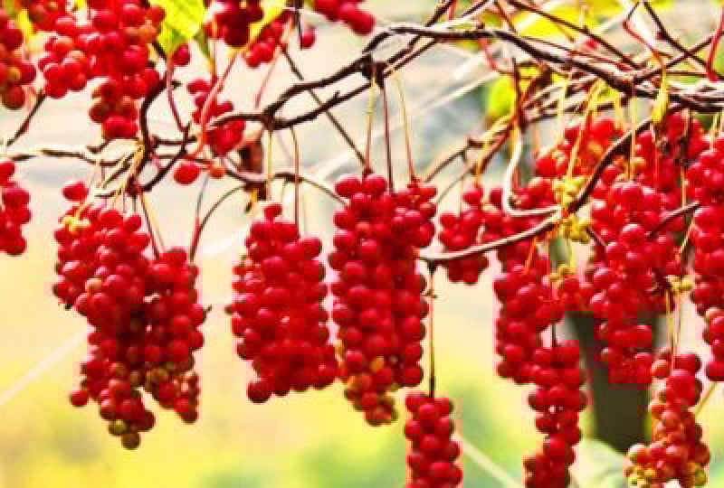 Schisandra chinensis: Cum recunosti planta, beneficii pentru organism, reguli de consum