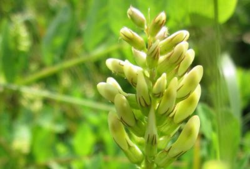 Astragalus: O planta folosita de mii de ani in medicina ayurvedica. Descopera beneficiile
