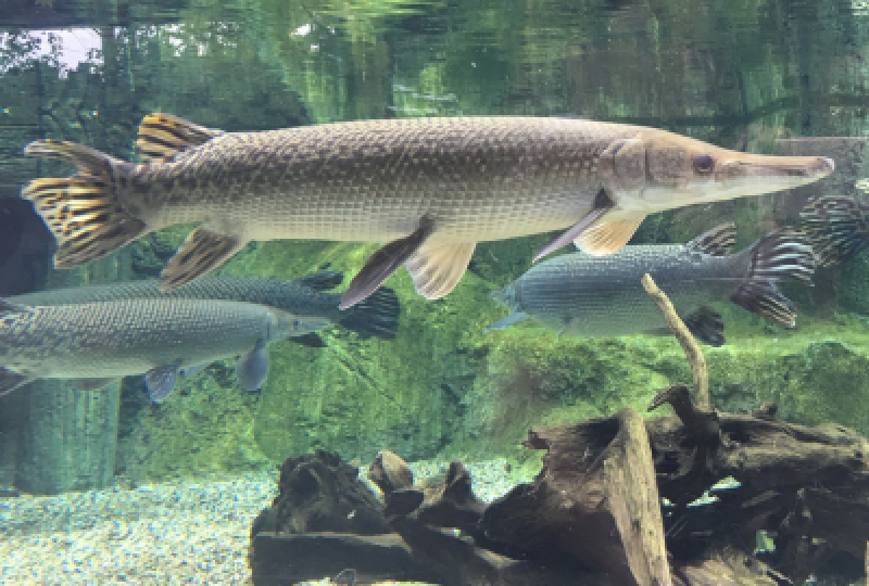 Stiuca: Un peste de apa dulce cu beneficii multiple pentru organism