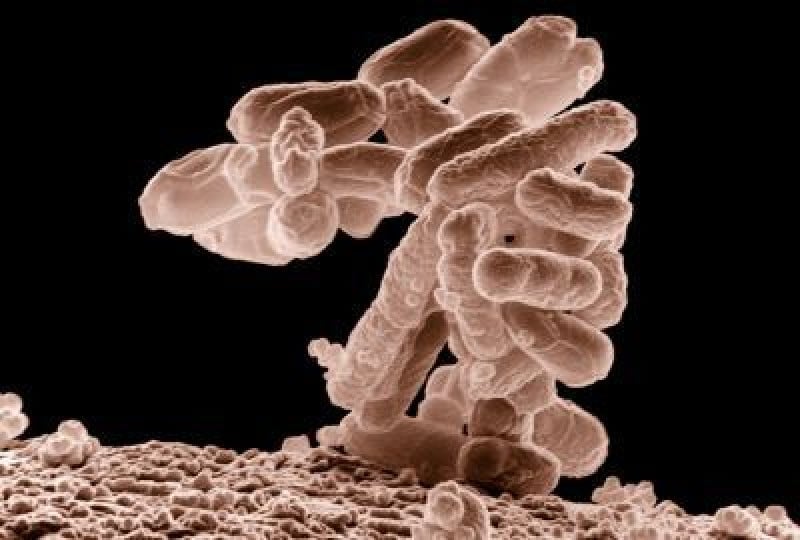 Virusul Nipah: Simptome, rata de mortalitate, preventie si tratament