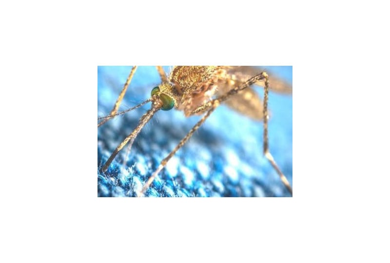 Virusul Zika: Cum recunosti primele simptome, rata de mortalitate, preventie si tratament