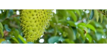 Graviola: Un fruct cu beneficii uimitoare pentru organism