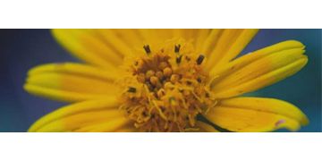 Arnica: beneficii pentru organism, utilizari in farmacie