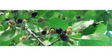 Dudele negre: Beneficii de consum,  cum trebuie folosite