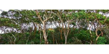 Arborele de eucalipt: Cum si cand il putem folosi, contraindicatii