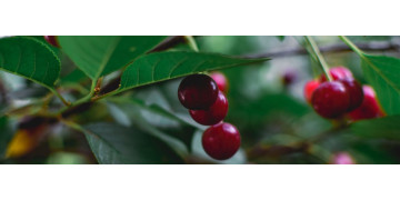 Nutritie: Beneficii ale consumului de visine pentru organism