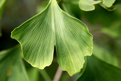 Cornul japonez sau Ginkgo Biloba: Cum recunosti planta, beneficii oferite, reguli de consum