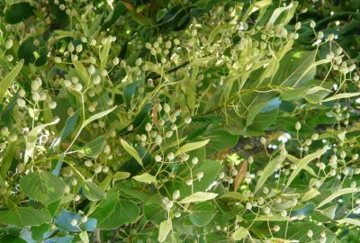 Florile de tei: Beneficii pentru organism, cum trebuie sa le folosesti