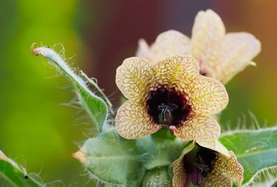 Maselarita: O planta otravitoare cu beneficii pentru organism. La ce trebuie sa fim atenti